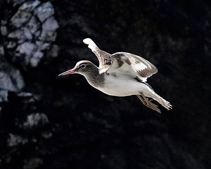 common sandpiper